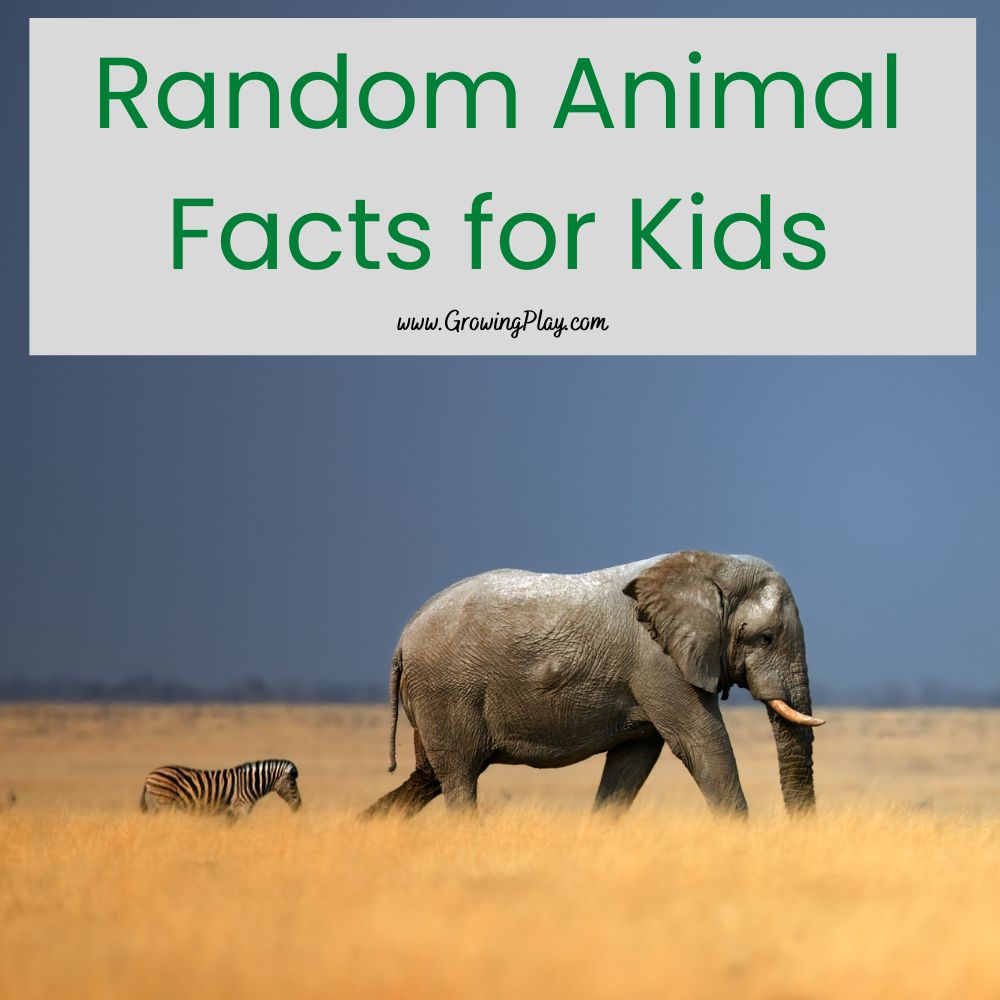 Learn some fun random animal facts for kids in this blog post. There's sure to be something new to learn PLUS free PDF printables.