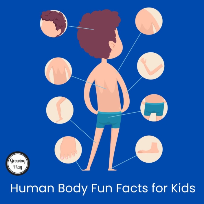 Human Body Facts for Kids Growing Play