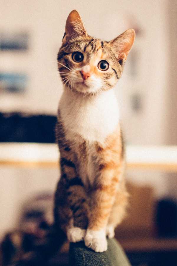 Cats Meow : 12 Cat Sounds and What They Mean - The Tiniest Tiger