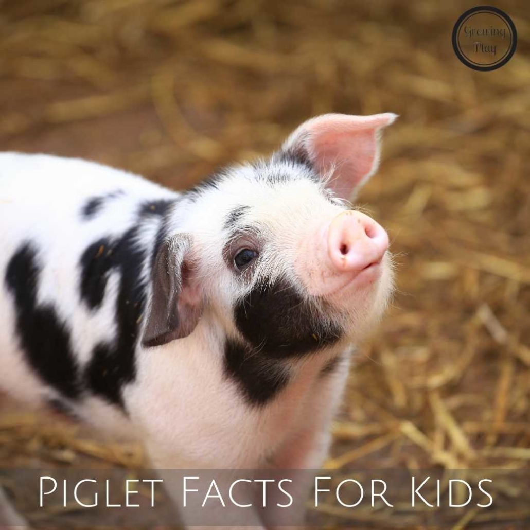 piglet-facts-for-kids-growing-play